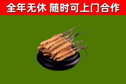 诏安县回收冬虫夏草